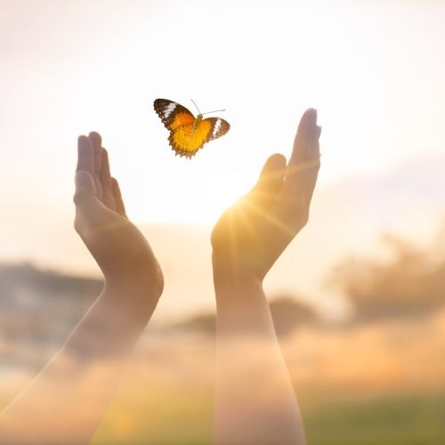 The girl frees the butterfly from  moment Concept of freedom